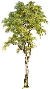 TREE PLANTATION- Click on the Image